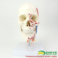 SKULL11-1 (12337-1) Skull with Brain, Medical Science Anatomy Cranial Nerve Plastic Skull Brain Models